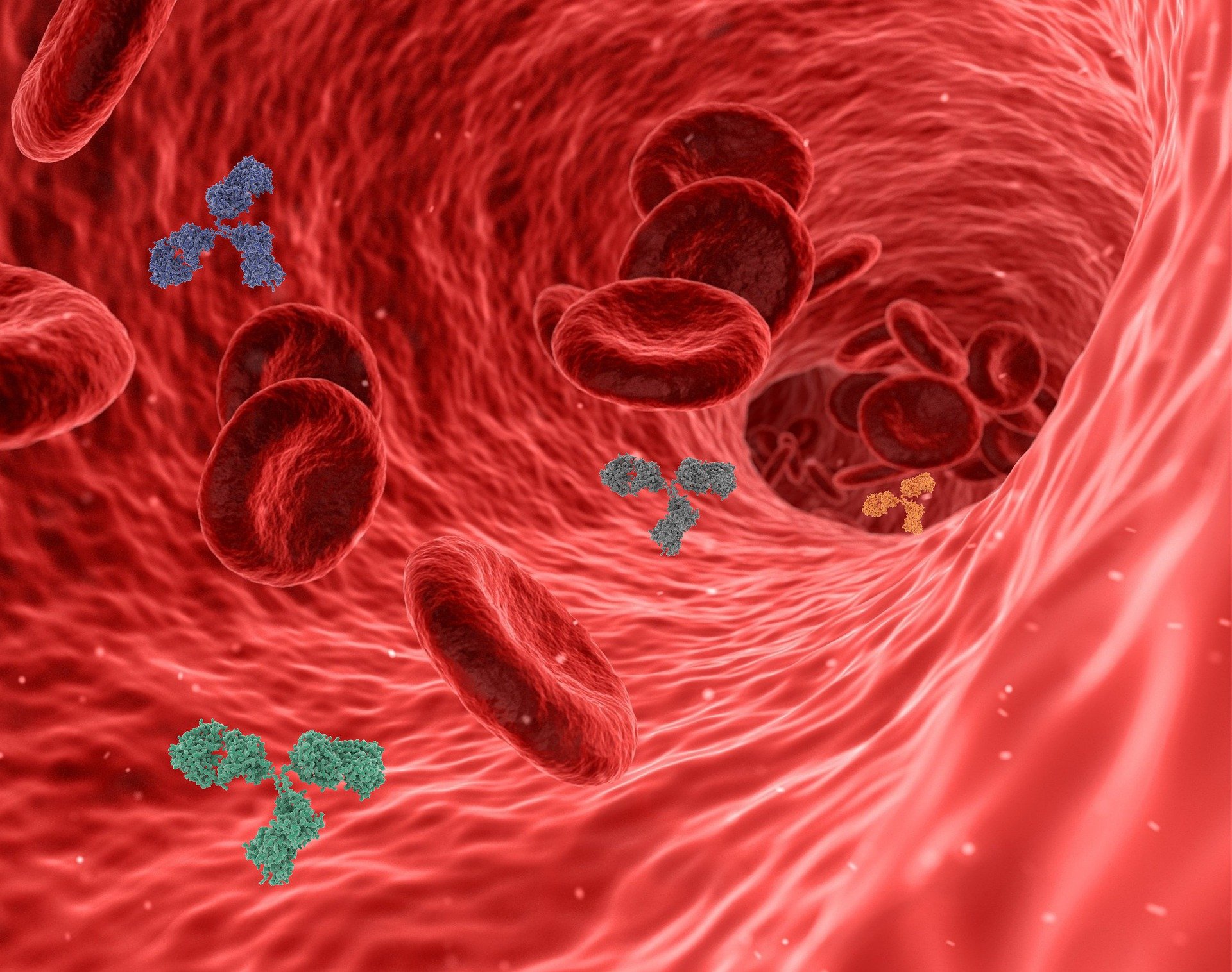 Illustration of antibodies circulating in the bloodstream.