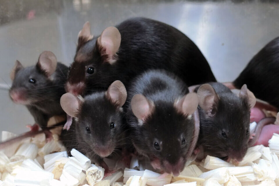 Radiação: esperma de rato se mantém estável após 6 anos no espaço