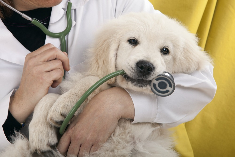 (Fonte: Campbell River Veterinary Hospital / Reprodução)