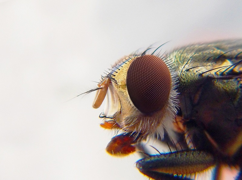Os resultados mostraram que a inativação dos receptores Opsin1 (Op1) e Opsin2 (Op2) interrompe a capacidade das fêmeas do Aedes aegypti reconhecerem os seres humanos. (Fonte:Pixabay/Reprodução)