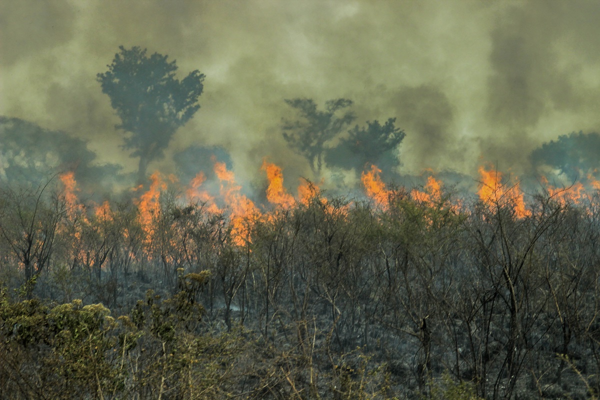 Imagem de: Dia da Amazônia: a tecnologia pode ajudar a salvar o bioma?