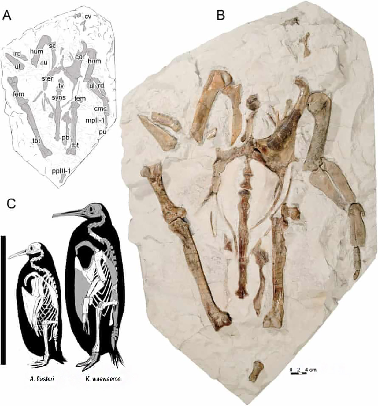 Elementos de ossos de espécimes diferente de Kairuku. (Fonte: Simone Giovanardi et al./Divulgação.)