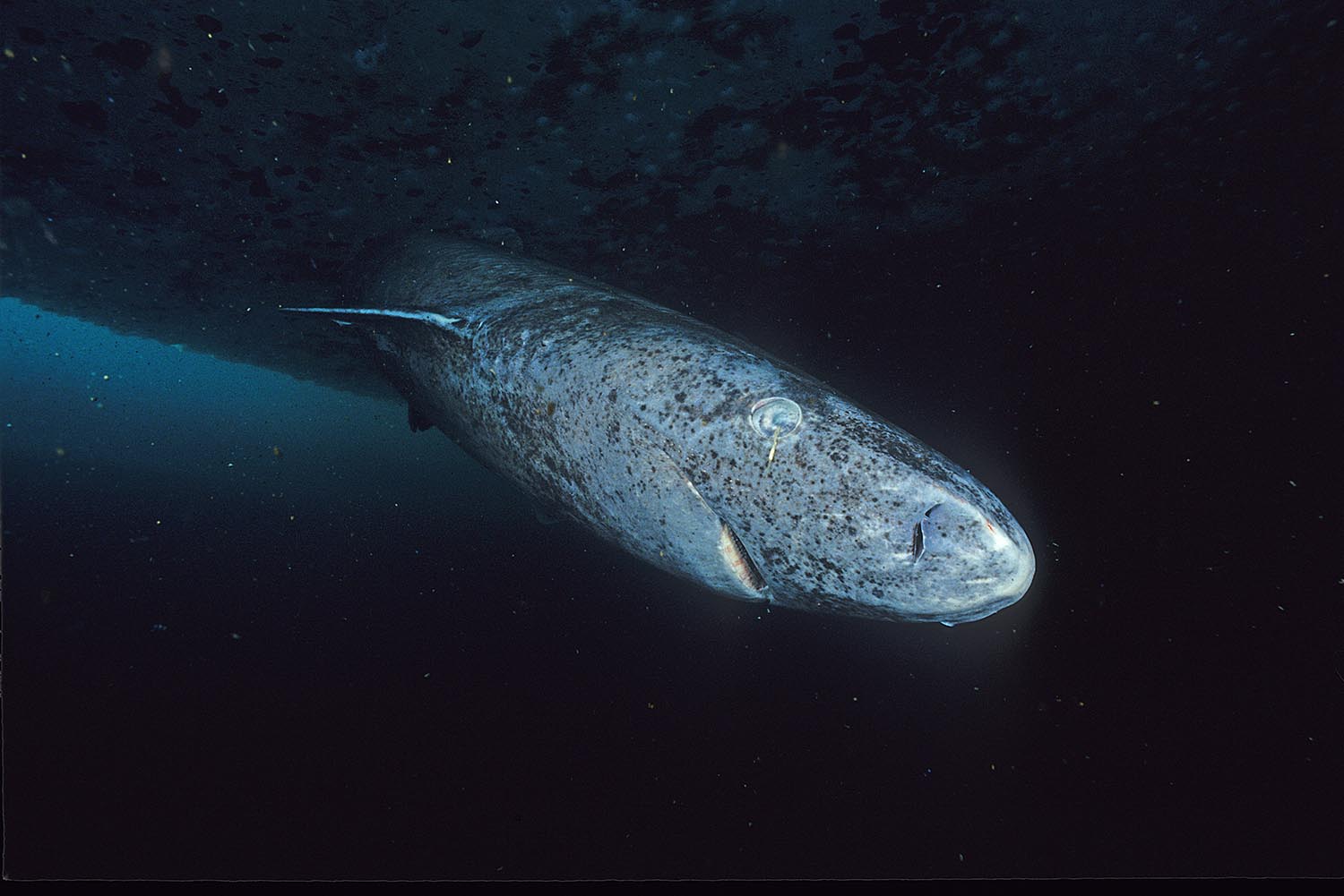 (Fonte: Wikimedia Commons)