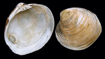 (Fonte: Wikimedia Commons)