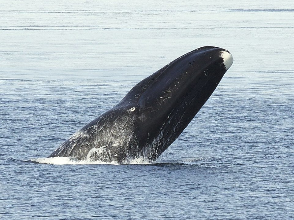(Fonte: Wikimedia Commons)