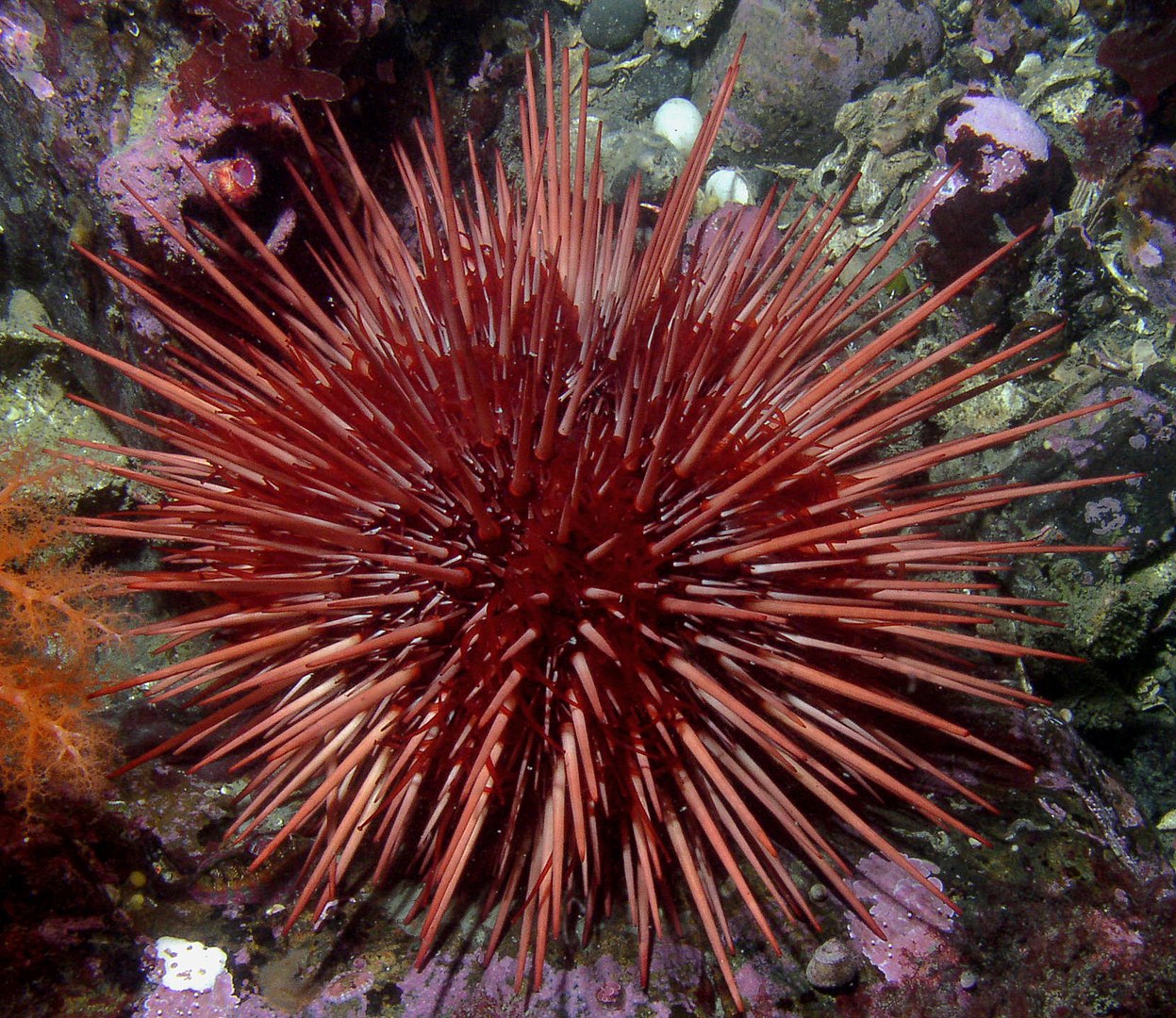 (Fonte: Wikimedia Commons)