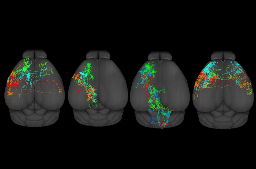 The brain atlas focused on the parts responsible for the organ's motor functions.  (Source: Science/Disclosure)