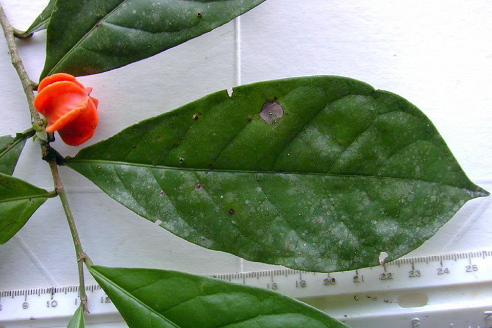 Planta amazônica misteriosa é finalmente identificada meio século depois