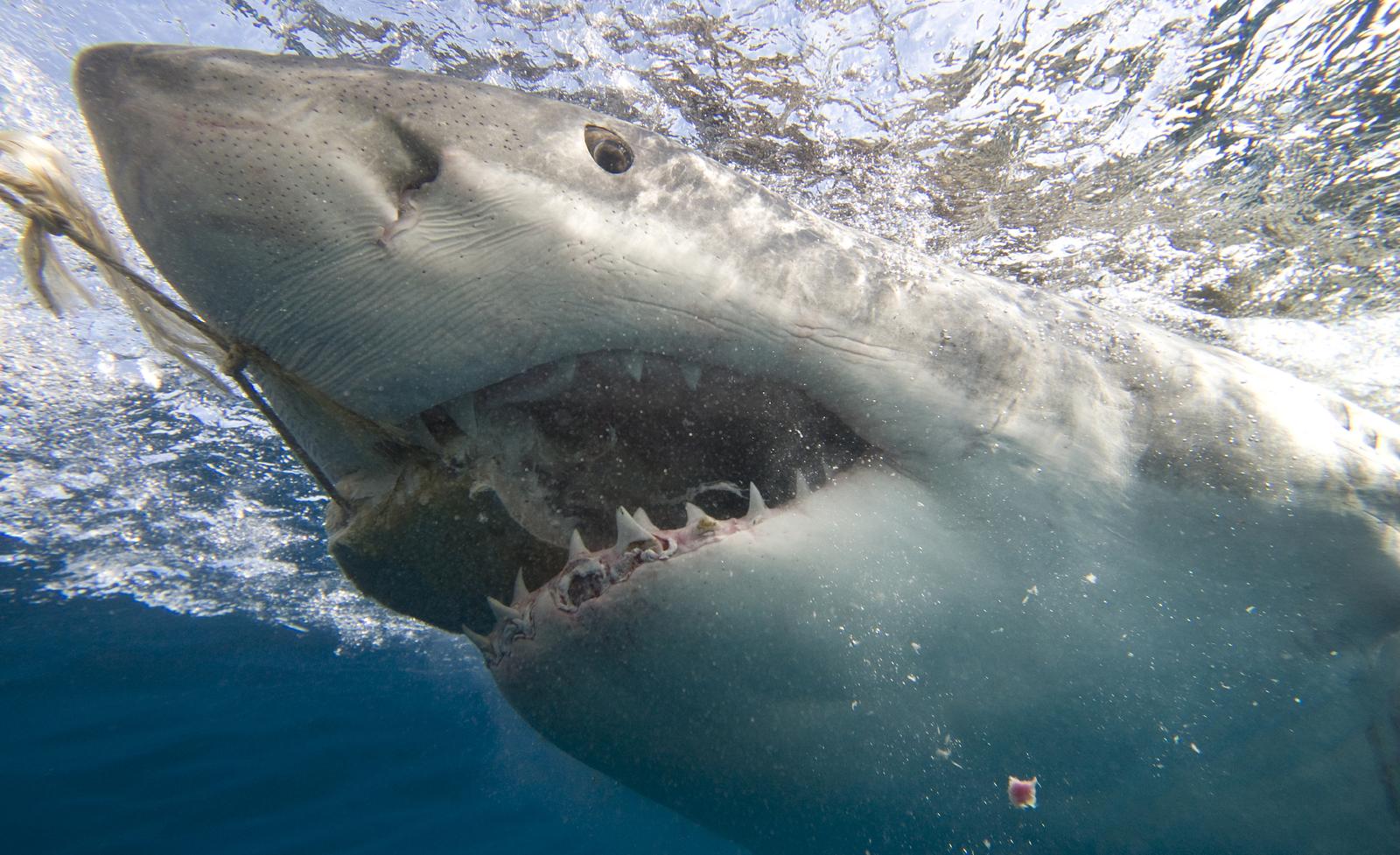 (Fonte: LeicaFoto/ Ocean Health Thindex/ Reprodução)