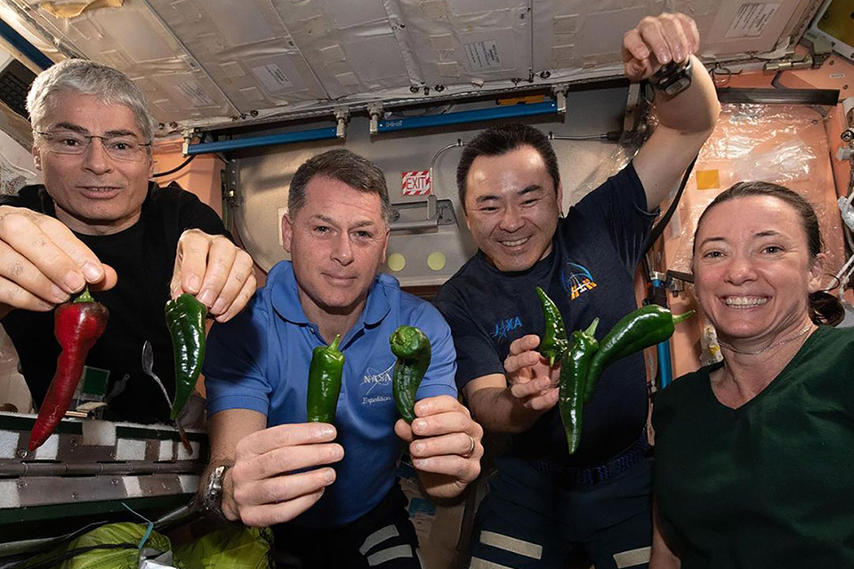 Pimentas espaciais: astronautas colheram (e comeram) o condimento na ISS