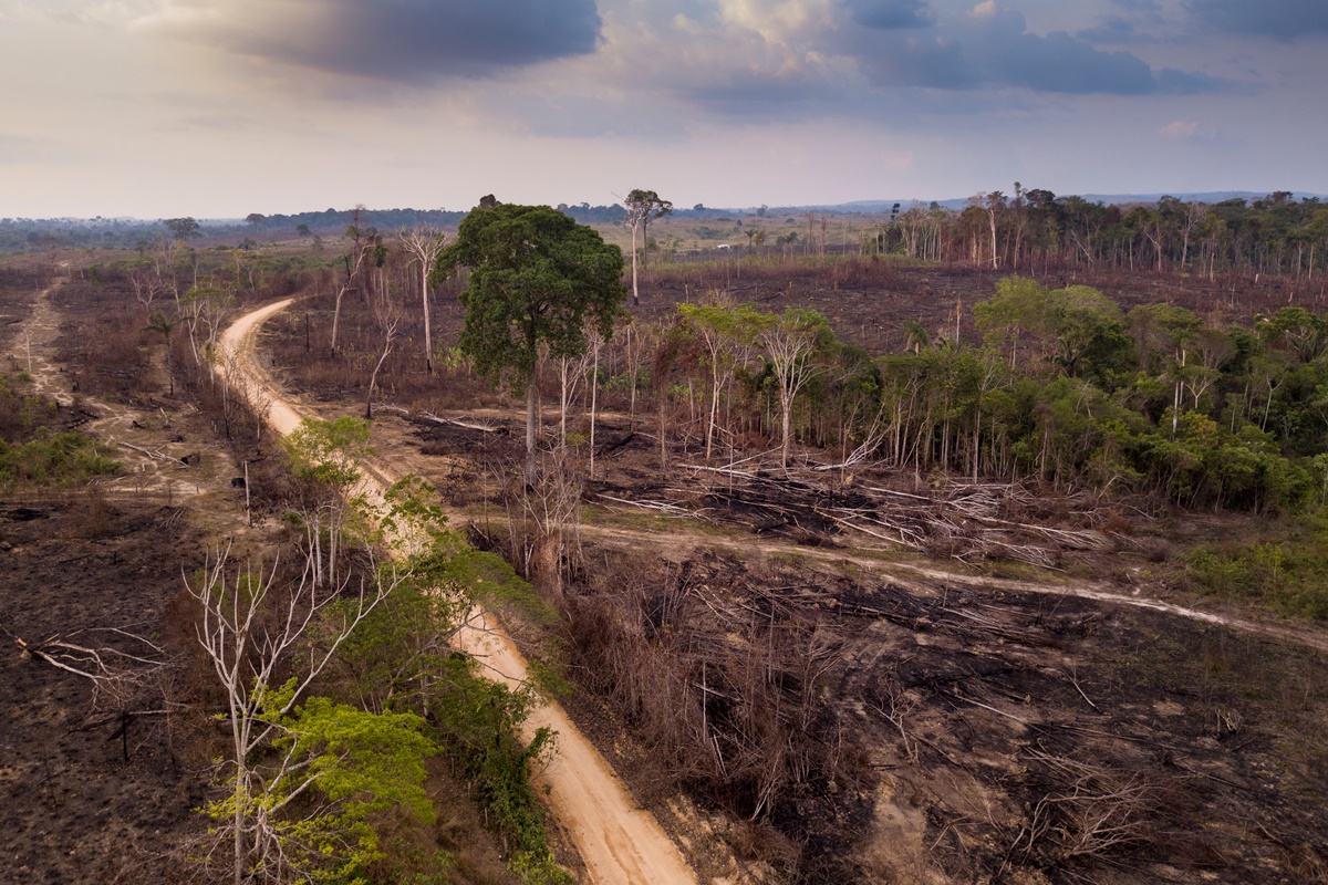 COP26: Brasil decide assinar acordo para acabar com desmatamento até 2030