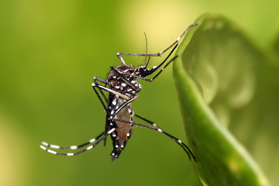 Empresa lança assinatura de 'mosquitos do bem' que combatem dengue