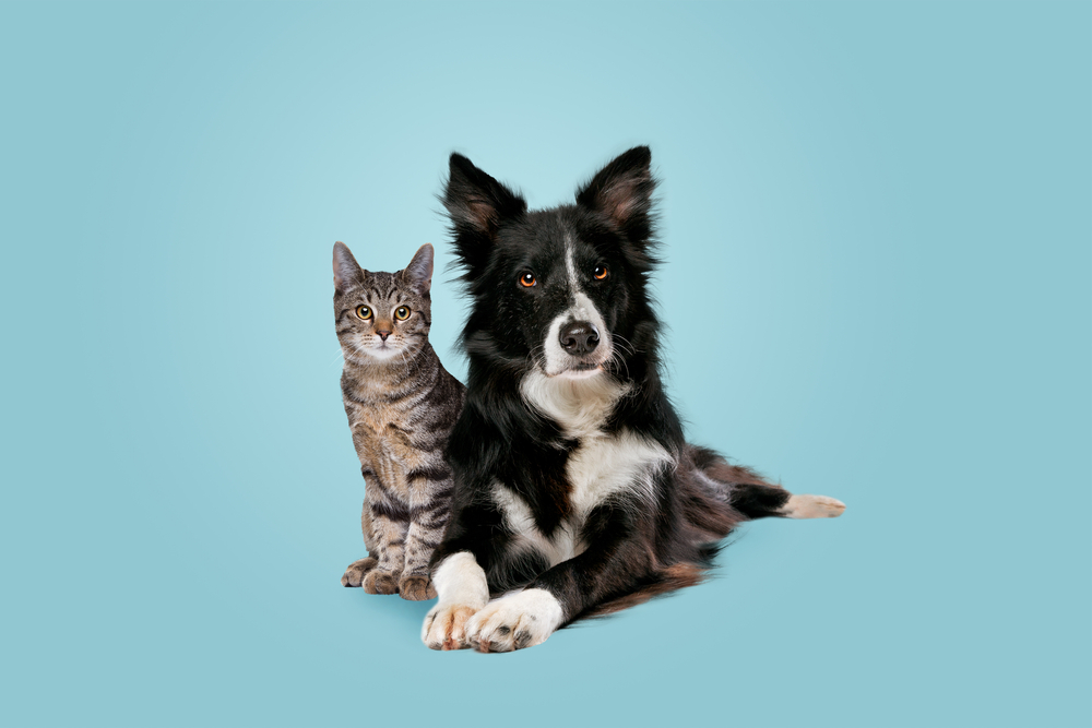 As espécies de cães e gatos foram modificadas pelo homem. Imagem: Shutterstock