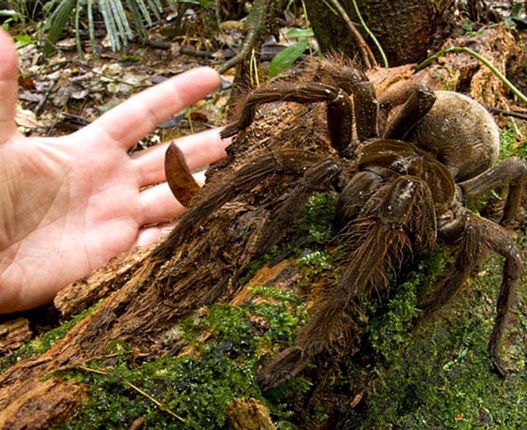 (Fonte: PIOTR NASKRECKI/ Portal Amazônia/ Divulgação)