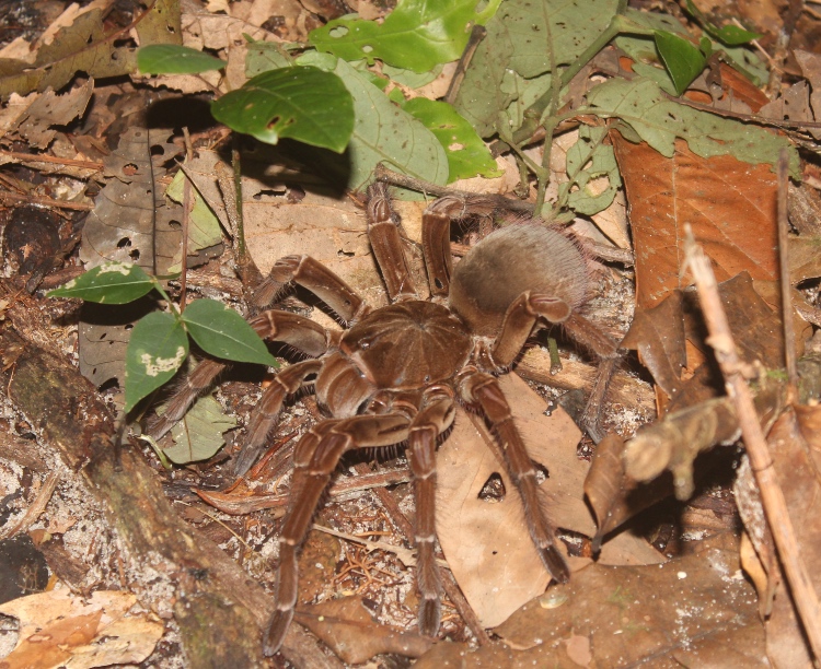 (Fonte: Eliza Sena/ Portal Amazônia/ Divulgação)