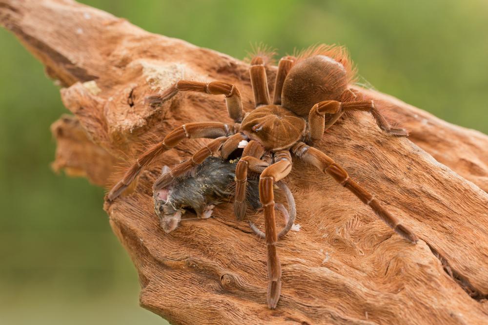 (Fonte: Shutterstock)