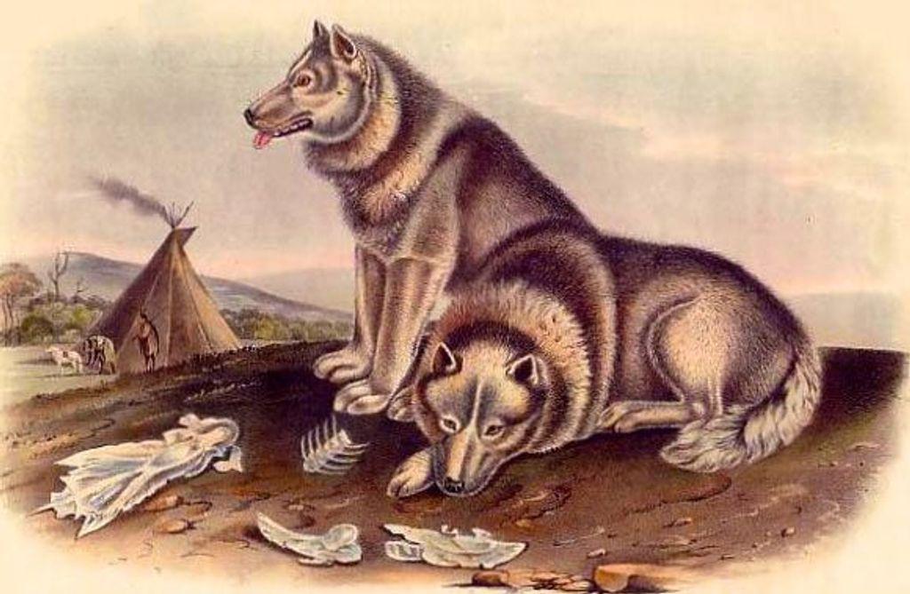 (Fonte: AnimalPaw/Reprodução)