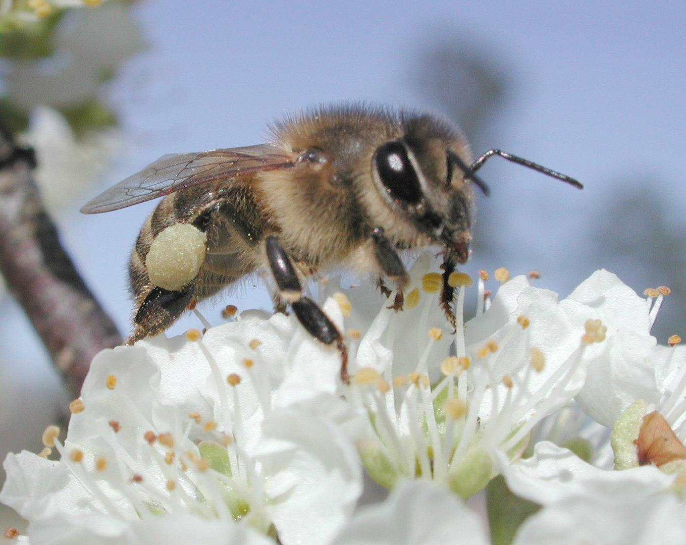 Imagem: Wikimedia Commons