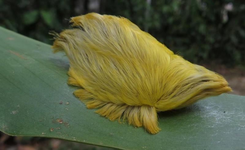 Os esporos dessa larva são capazes de produzir queimaduras graves. (Fonte: Reprodução)