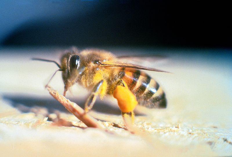 Esse inseto ataca qualquer um que se aproxime da colmeia. (Fonte: Reprodução)