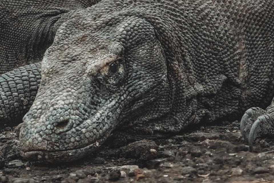 Dragão-de-komodo