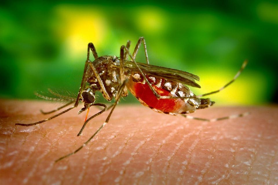 Estudo: mosquitos com vírus da dengue são mais agressivos e picam mais