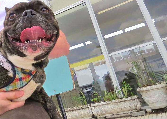 Cão curitibano testou positivo para Covid-19. (Fonte: Reprodução/UFPR)