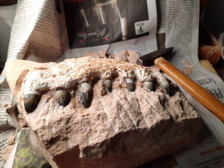 Fragmento de mandíbula de um Peirosauridae encontrado em São Paulo. (Fonte: Eixo SP/Divulgação)