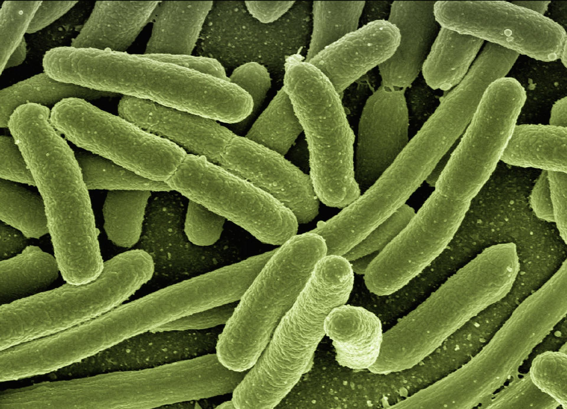 O uso desenfreado de antibióticos é responsável pelo surgimento das superbactérias (Fonte: Pixabay/geralt)