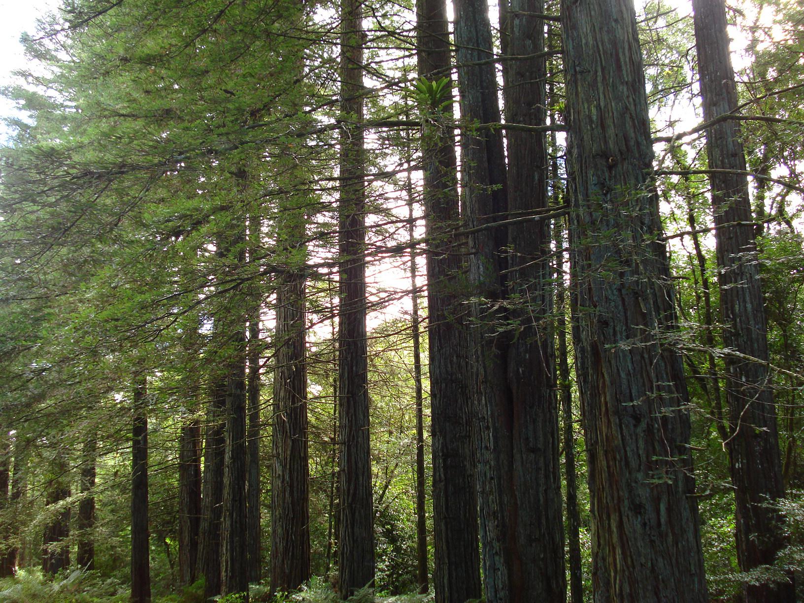 (Fonte: Parque das Sequoias)