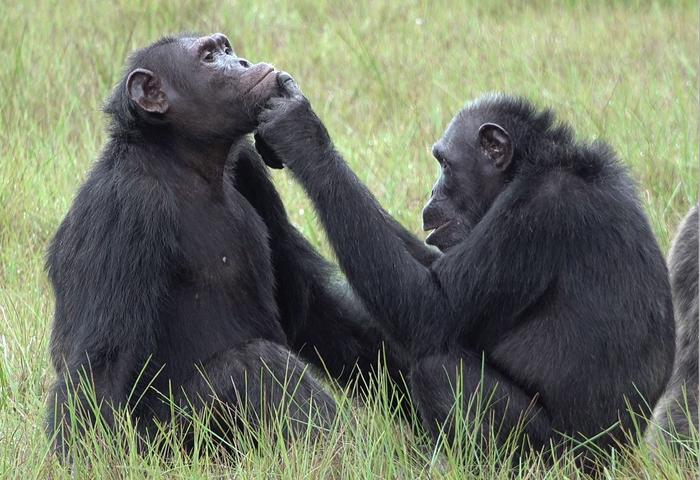 Chimpanzé fêmea, Roxy, aplica um inseto em ferida no rosto de Thea, macho.