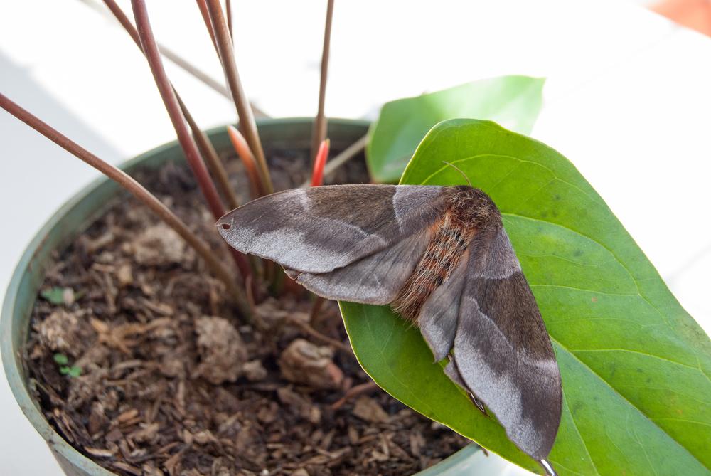 Mariposas do gênero Hylesia pode causar dermatite (Fonte: Shutterstock)