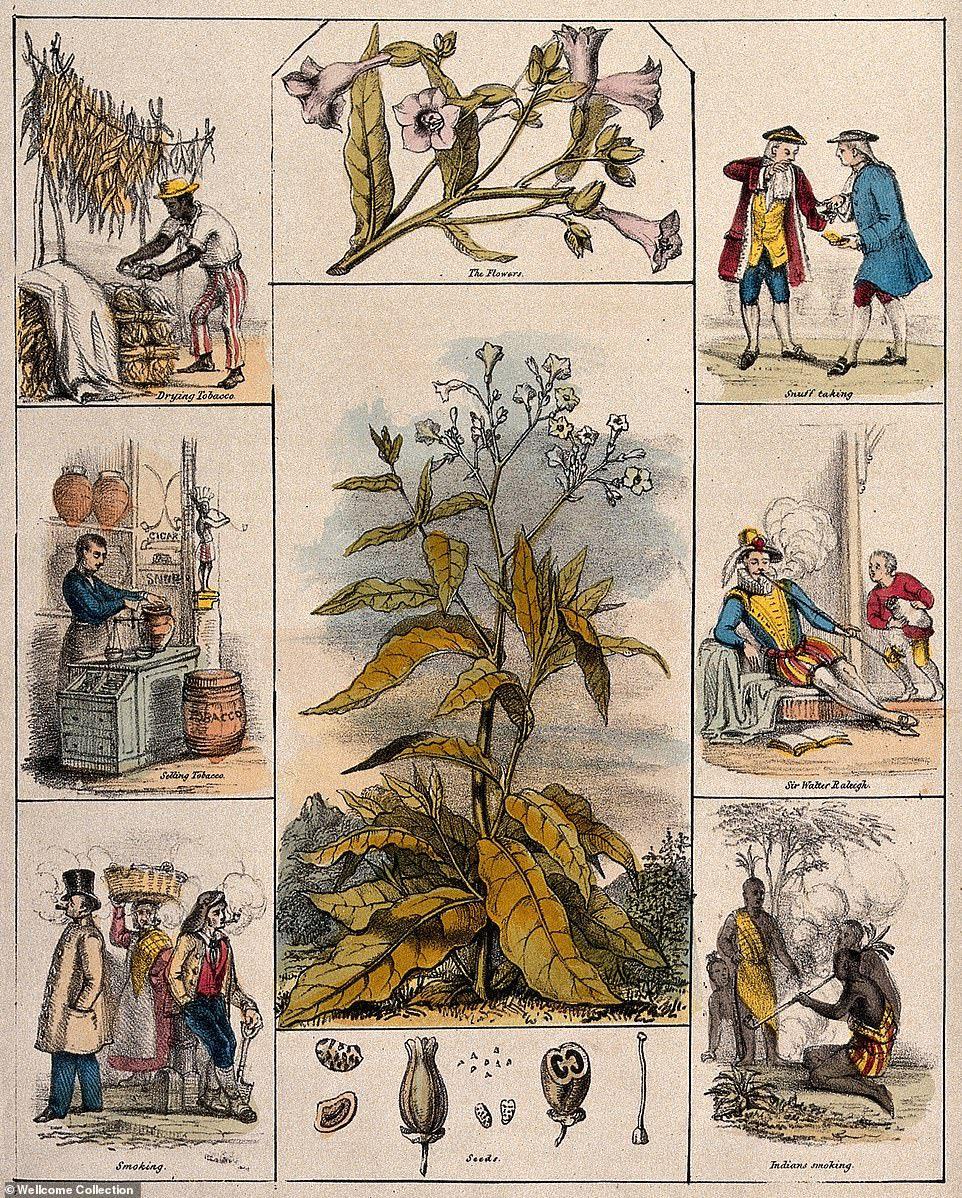 (Fonte: Workman Publishing/Quackery)