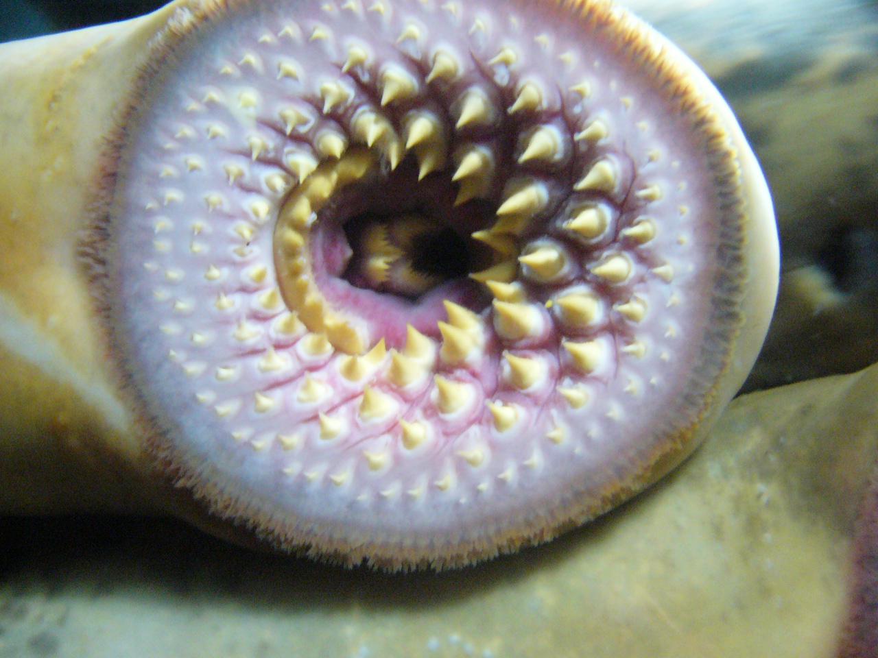 (Fonte: Wikimedia Commons)