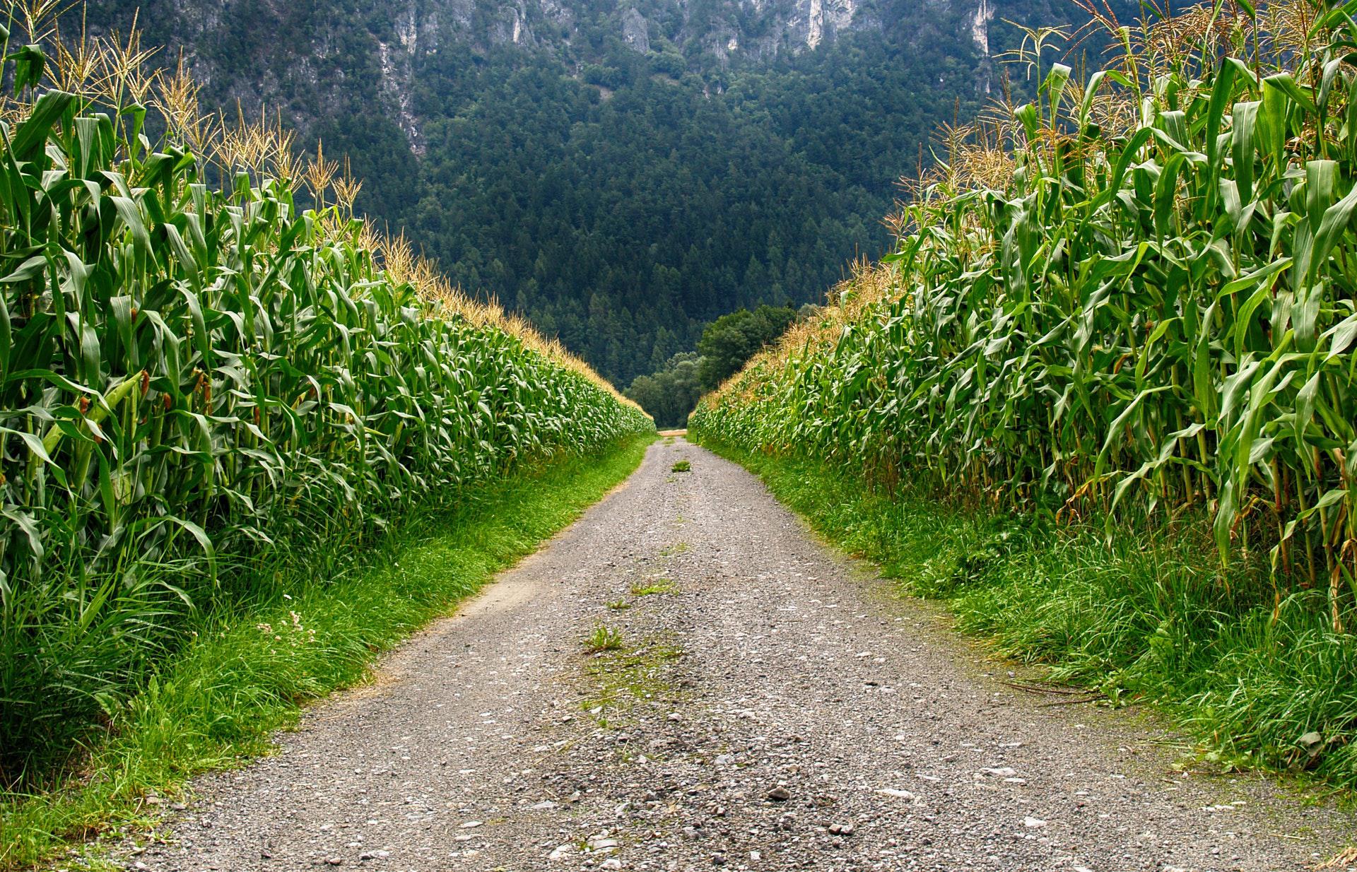 O milho é umas das principais espécies transgênicas (Fonte: Pexels/Johann)