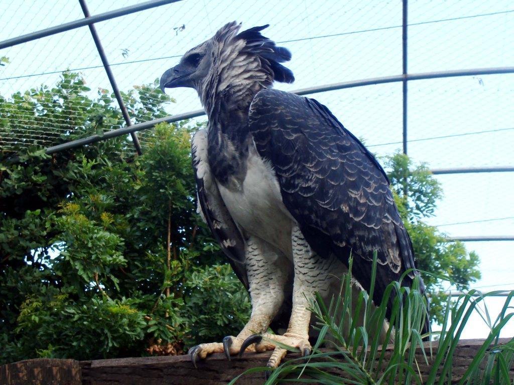 (Fonte: Folha do Bicho)