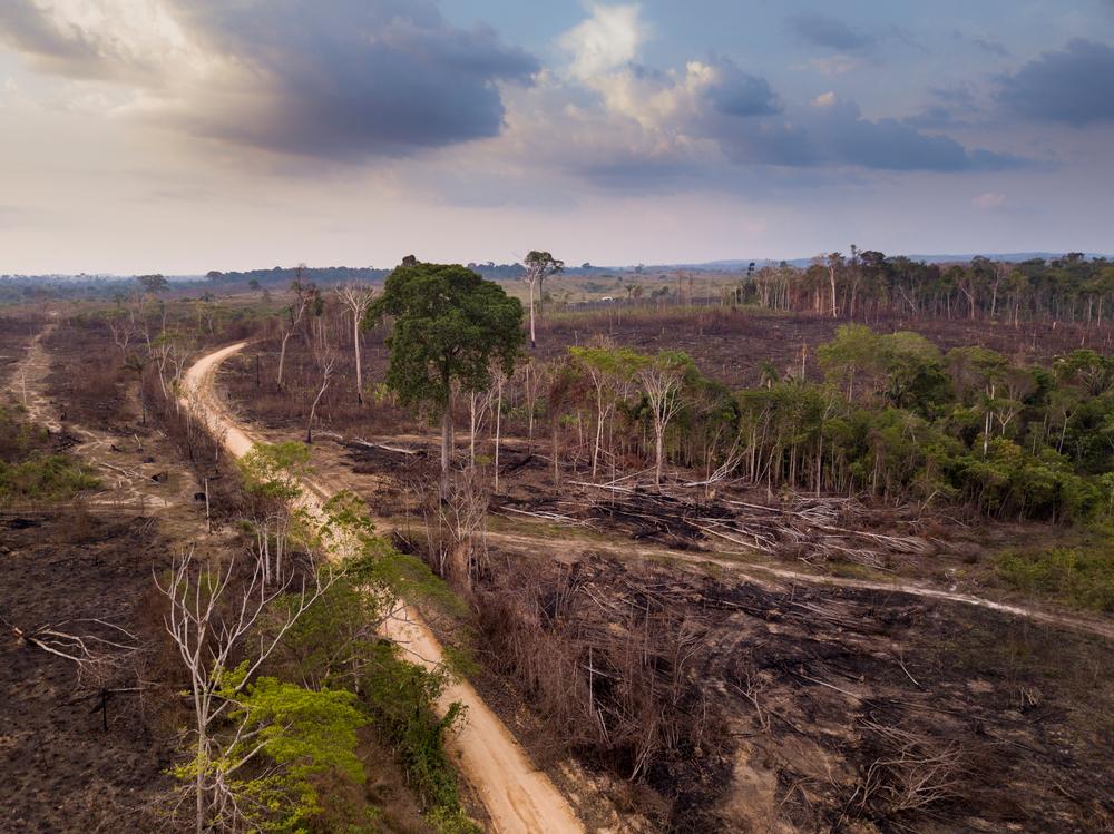 A maioria dos entrevistados discorda de que as queimadas na Amazônia são necessárias para o crescimento da economia. (Fonte: Shutterstock)