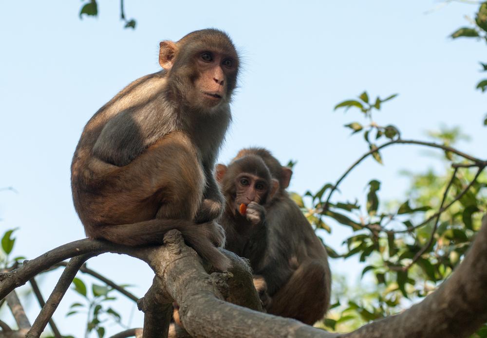 Researchers believe HIV may have originated from chimpanzees (Source: Shutterstock)