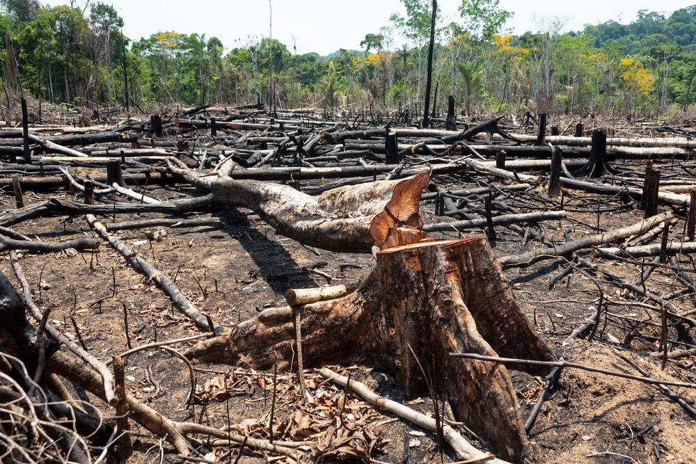Amazônia tem desmatamento recorde no primeiro trimestre de 2022