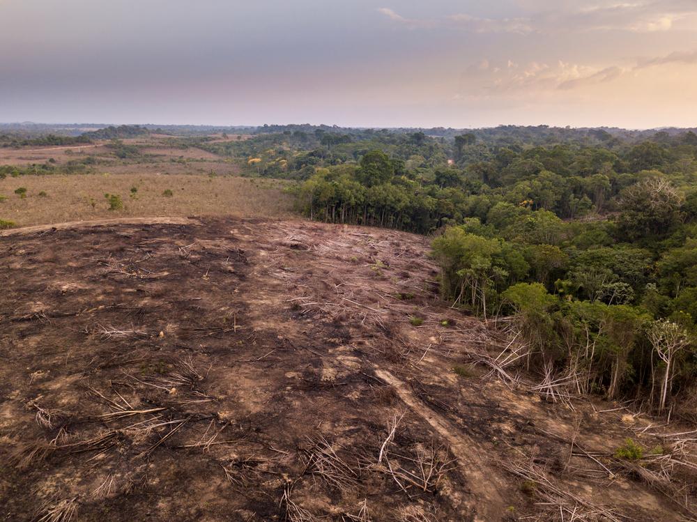Avanço do desmatamento bate recorde no primeiro trimestre do ano (Fonte: Shutterstock)