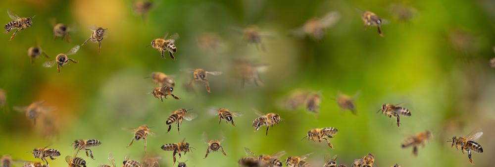 Relatos de picadas de abelhas têm aumentado no Brasil