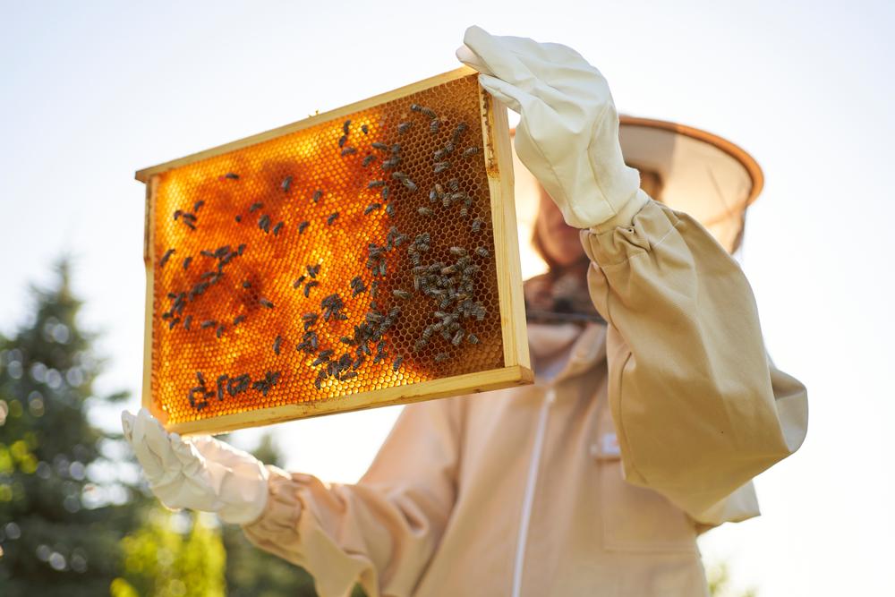 Beekeeper manages bees with equipment