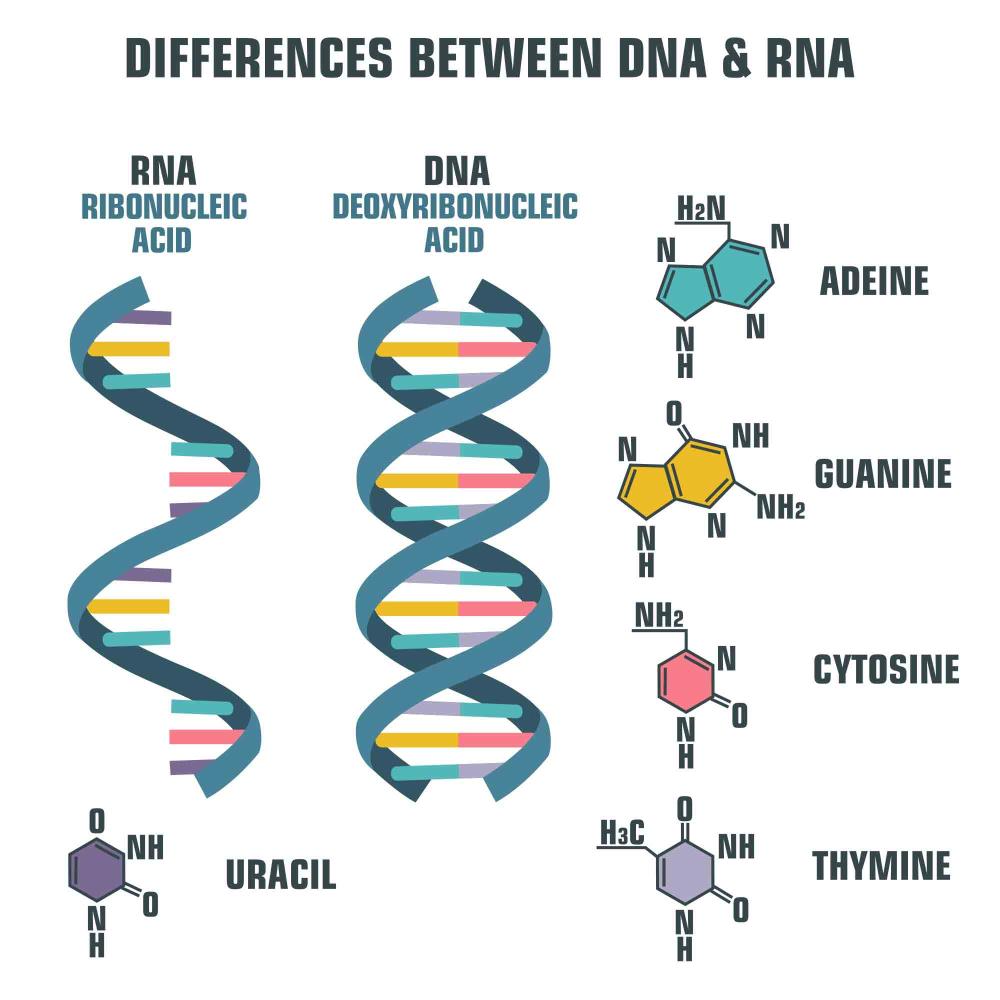 São quatro as bases do DNA