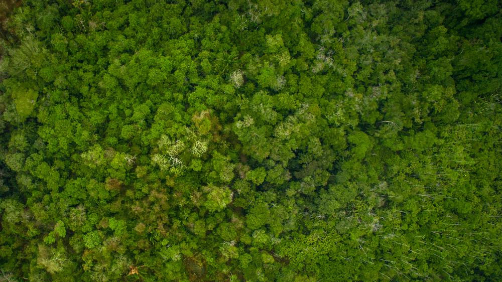 A Amazônia é uma das florestas mais importantes do mundo pela biodiversidade que guarda