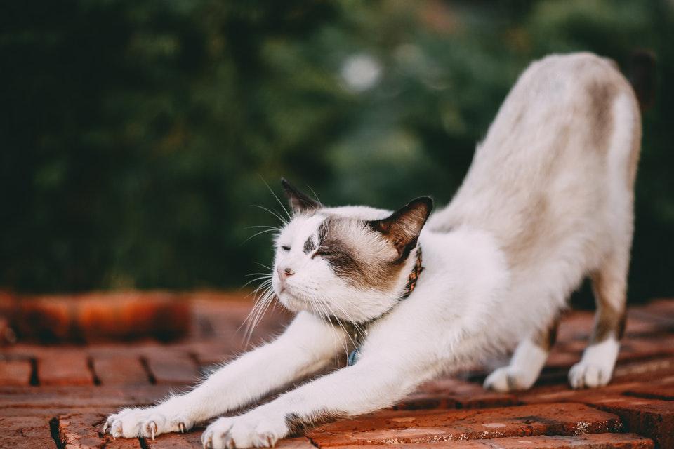 (Fonte: Tamba Budiarsana/Pexels)