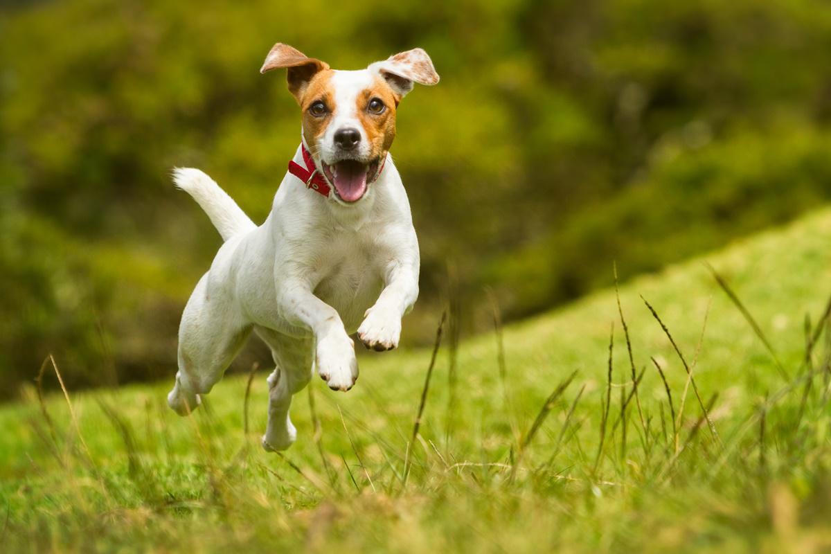 Personalidade dos cachorros tem maior influência sobre comportamento do que a raça, diz estudo