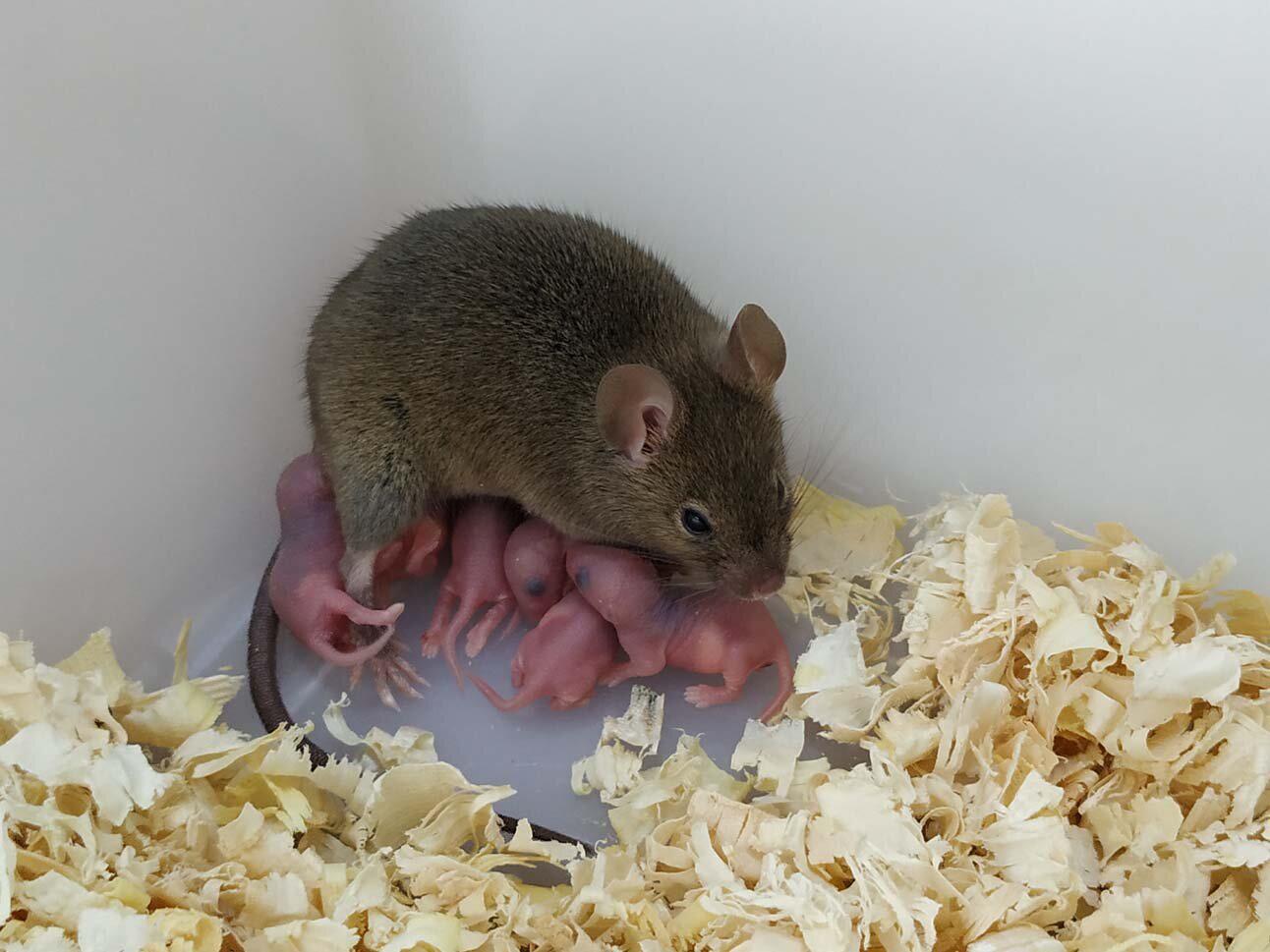Cientistas criam filhotes de rato apenas com DNA de fêmea