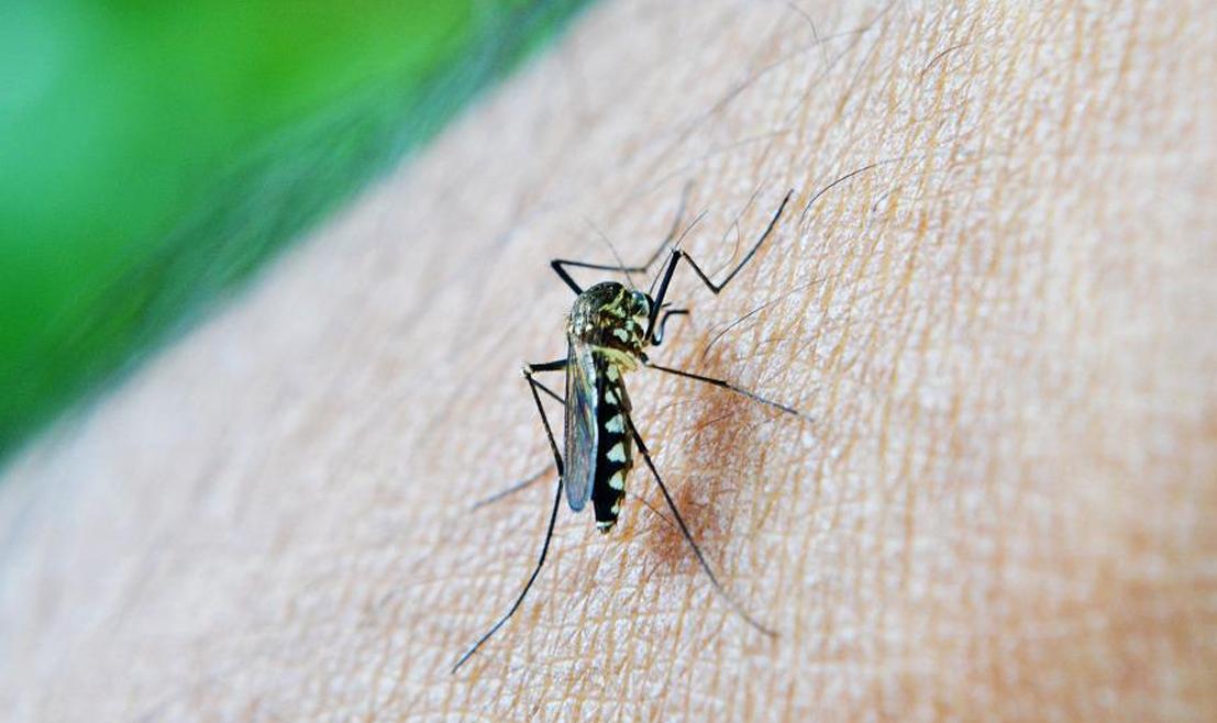 O vírus da dengue é transmitido pelo mosquito aedes aegypti e o Brasil é um dos países com os maiores números de infecção