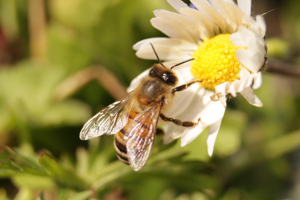 A vida se adaptou à gravidade na Terra (Fonte: Shutterstock)