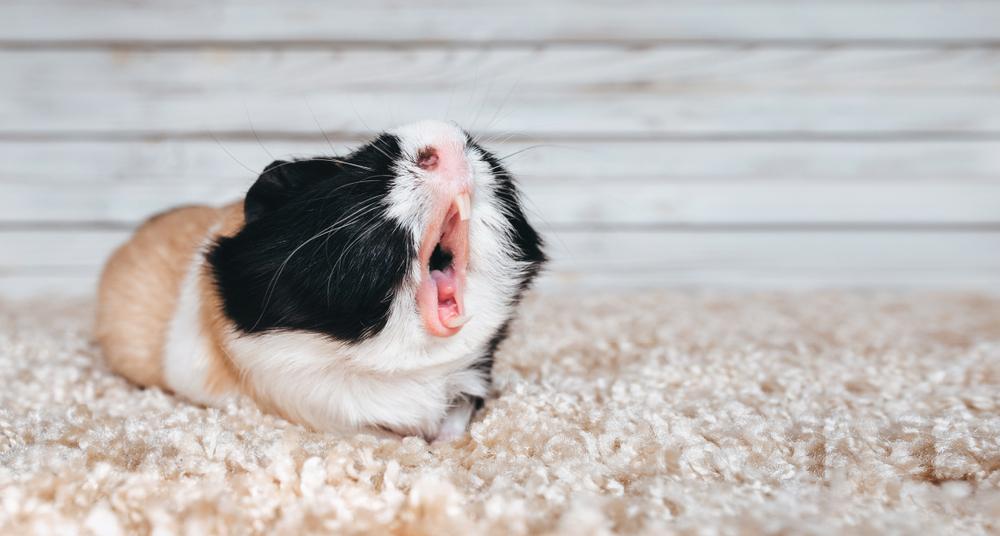 (Fonte: Shutterstock)